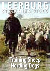 Sheep Herding with Karl Fuller
