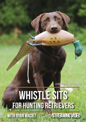 Whistle Sits for Hunting Retrievers