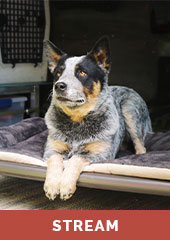 CATO OUTDOORS - Cato Board Dog Training Platform – German Shepherd Shop