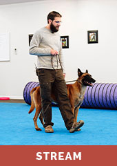 Obedience & Behavior Foundations Part 2 with Tyler Muto