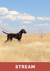 Developing Your Gun Dog Puppy Using Marker Training with Jim Closson