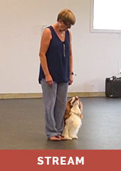 Small Dog Heeling with Janice Gunn