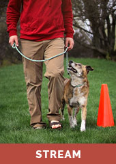 Introduction to Rally Obedience with Dusty Trieschman