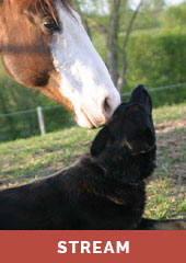 Training Dogs to Get Along with Horses