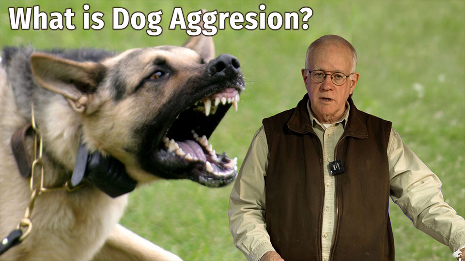 What is Dog Aggression