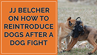 JJ Belcher on How To Reintroduce Dogs After a Dog Fight