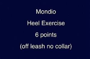 Heeling (without leash) in Mondioring
