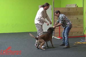 Play Demo from the Michael Ellis School for Dog Trainers