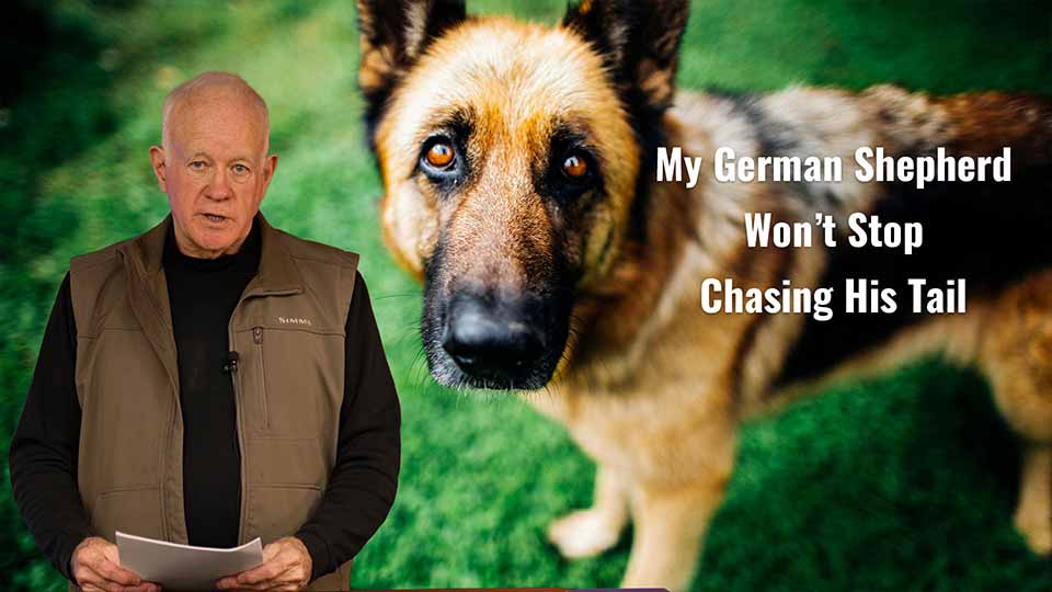 My German Shepherd Wont Stop Chasing His Tail