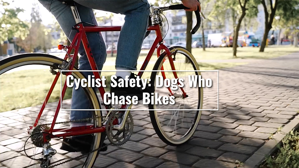 Cyclist Safety: Dogs Who Chase Bikes