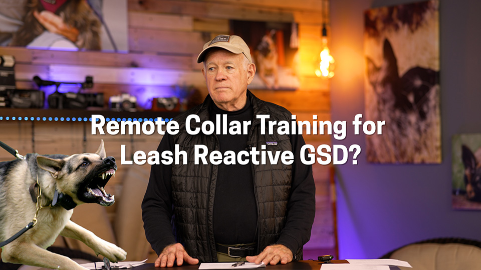 Remote Collar Training for Leash Reactive GSD?