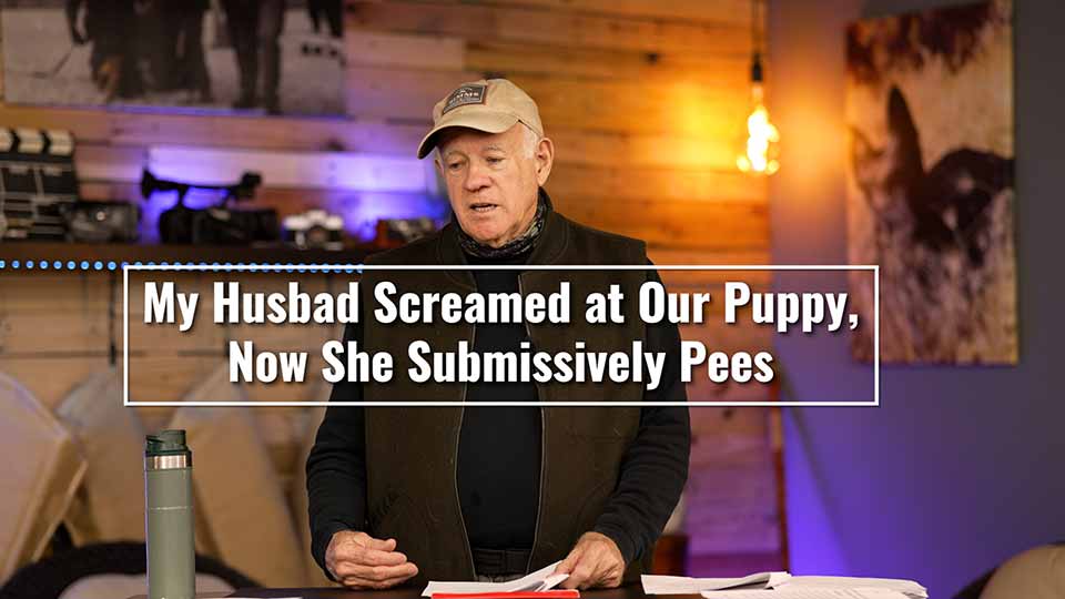 My Husband Screamed at Our Puppy, Now She Submissively Pees