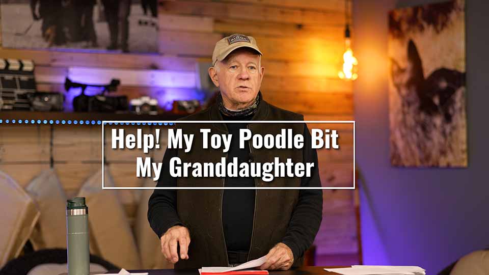 Help! My Toy Poodle Bit My Granddaughter