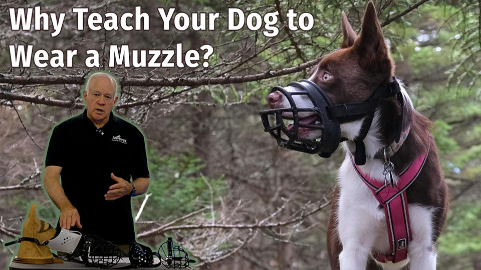 Reasons to Muzzle Your Dog