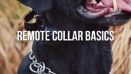 New Leerburg DVD - Remote Collar Basics