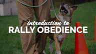 Introduction to Rally Obedience DVD Trailer