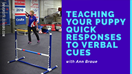 Teaching Your Puppy Quick Responses to Verbal Cues with Ann Braue