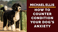 Michael Ellis on How to Counter Condition Your Dogs Anxiety