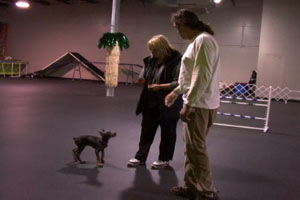 Puppy Training with Michael Ellis