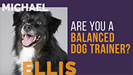 Are You a Balanced Dog Trainer? with Michael Ellis