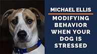 Michael Ellis on Modifying Behavior When Your Dog is Stressed