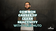 Common Causes of Leash Reactivity with Tyler Muto