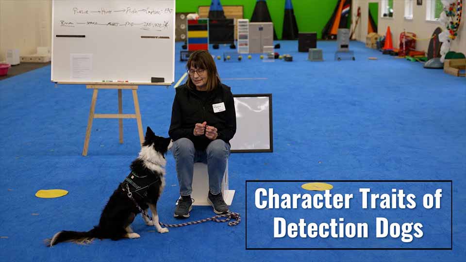Understanding the Character Traits of Your Detection Dog