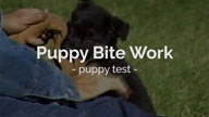 Puppy Bitework Raw Footage