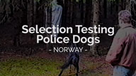 Quatro Test Selection Testing Police Dogs Norway