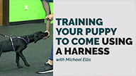 Michael Ellis on Training Your Puppy to Come Using a Harness