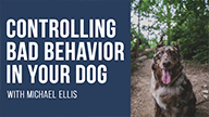 Michael Ellis on Controlling Bad Behavior in Your Dog