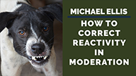 Michael Ellis on How to Correct Reactivity in Moderation
