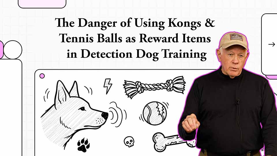 The Danger of Using Kongs & Tennis Balls as Reward Items in Detection Dog Training