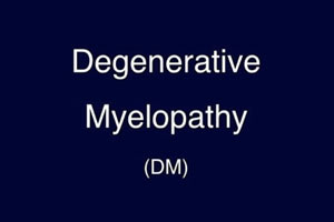 Morgy has Degenerative Myelopathy (DM)