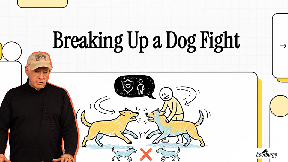 How to Safely Break Up a Dog Fight