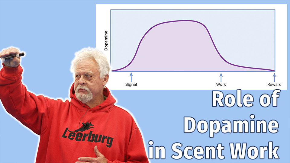 Role of Dopamine in Scent Work Training