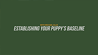 Establishing Your Puppys Baseline