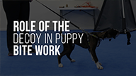 The Role of The Decoy in Puppy Bite Work with Michael Ellis