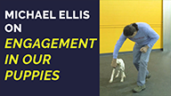 Michael Ellis on Engagement in Our Puppies