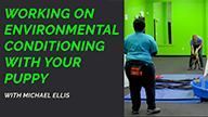 Working on Environmental Conditioning with Your Puppy with Michael Ellis