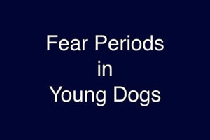 Fear Period In Young Dogs - Part 1