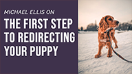 Michael Ellis on The First Step to Redirecting Your Puppy