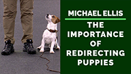 Michael Ellis on The Importance of Redirecting Puppies