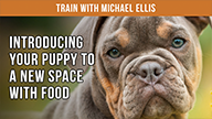 Introducing Your Puppy to a New Space with Food - with Michael Ellis