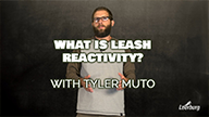 What is Leash Reactivity? With Tyler Muto