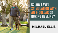 Is Low Level Stimulation with an E-Collar OK During Heeling with Michael Ellis