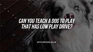 Can You Teach A Dog That Has Low Play Drive to Play? with Michael Ellis