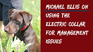 Michael Ellis on Using the Electric Collar for Management Issues
