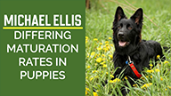 Michael Ellis on Differing Maturation Rates in Puppies