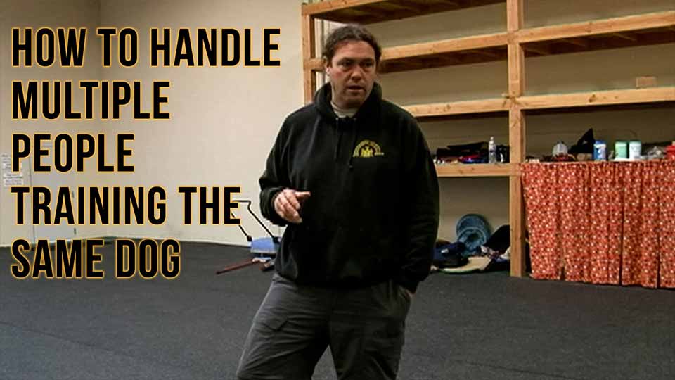How to Handle Multiple People Training the Same Dog